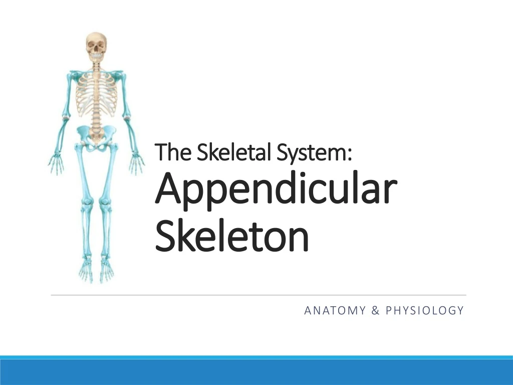 the skeletal system appendicular skeleton