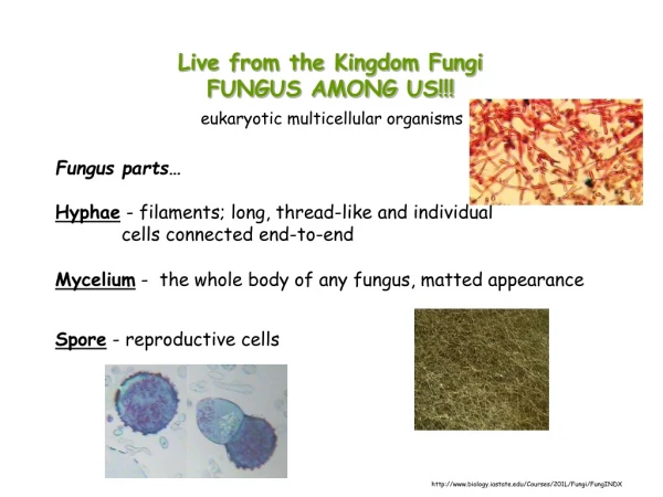 Live from the Kingdom Fungi FUNGUS AMONG US!!!