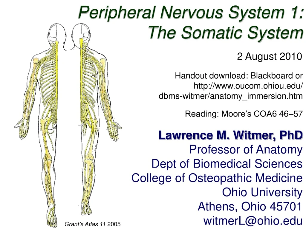 peripheral nervous system 1 the somatic system