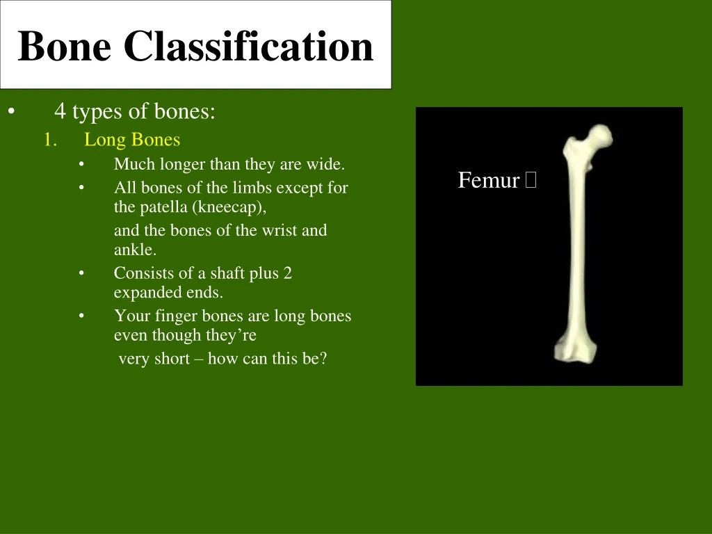 bone classification