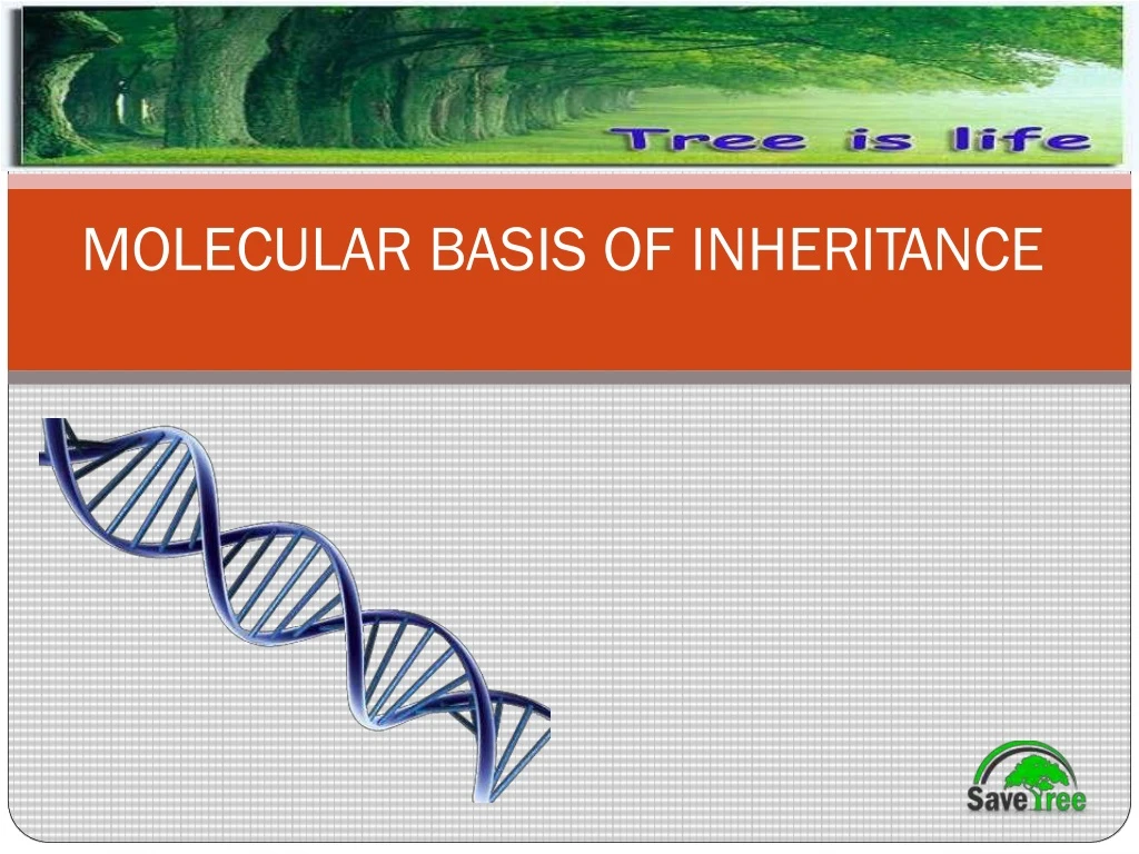 m o l ec u lar b a s is of i n h e ri t ance