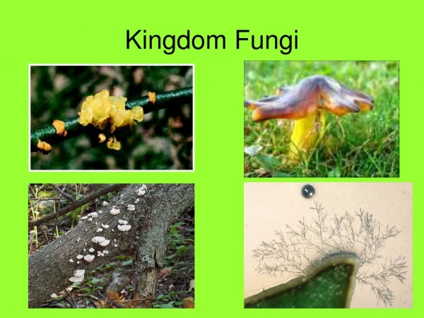 Kingdom Fungi