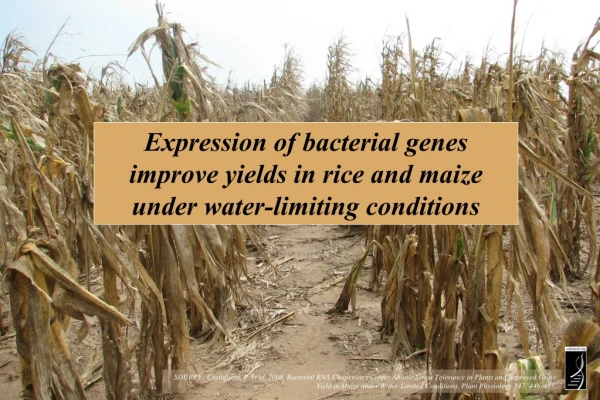 Expression of bacterial genes improve yields in rice and maize under water-limiting conditions