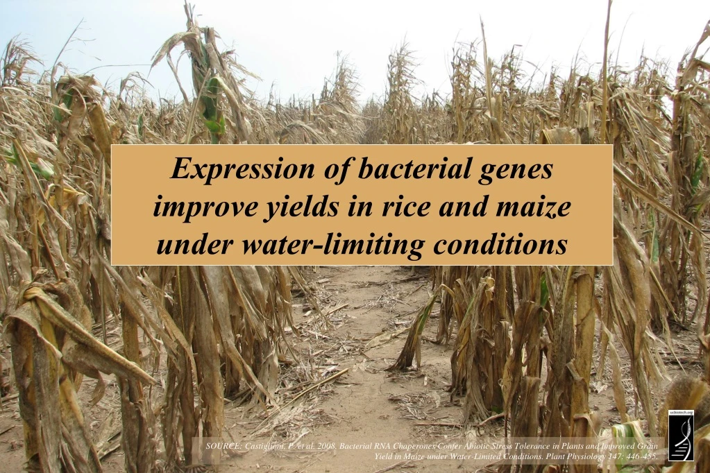 expression of bacterial genes improve yields