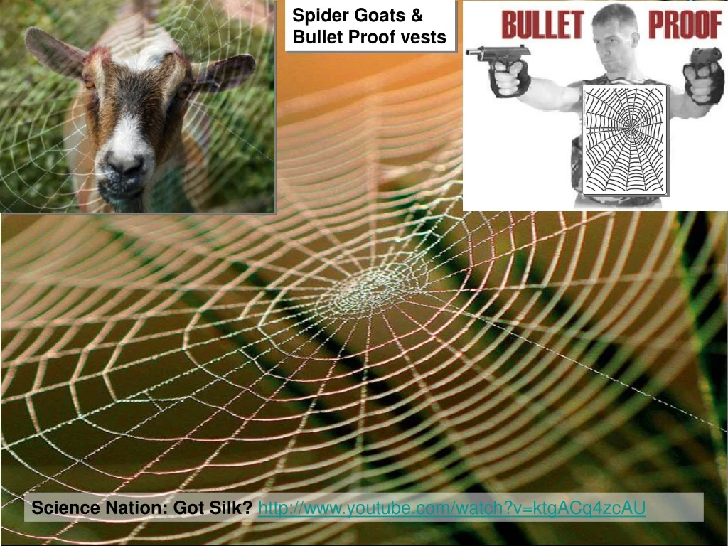 spider goats bullet proof vests