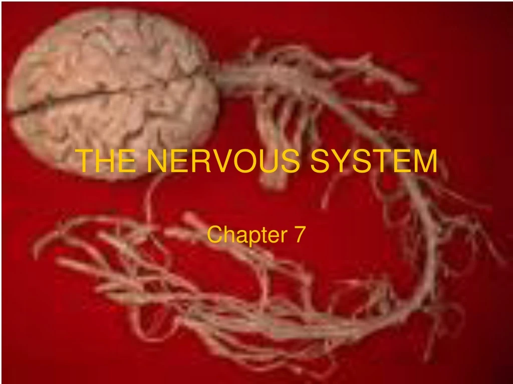 the nervous system