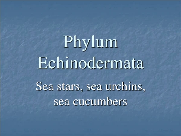 Phylum Echinodermata