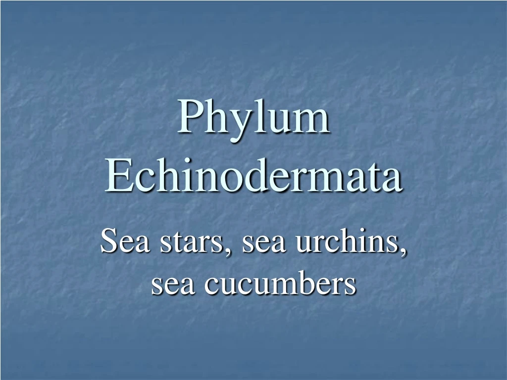 phylum echinodermata