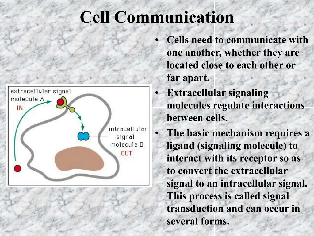 cell communication