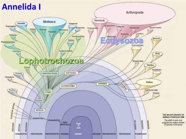 Lophotrochozoa