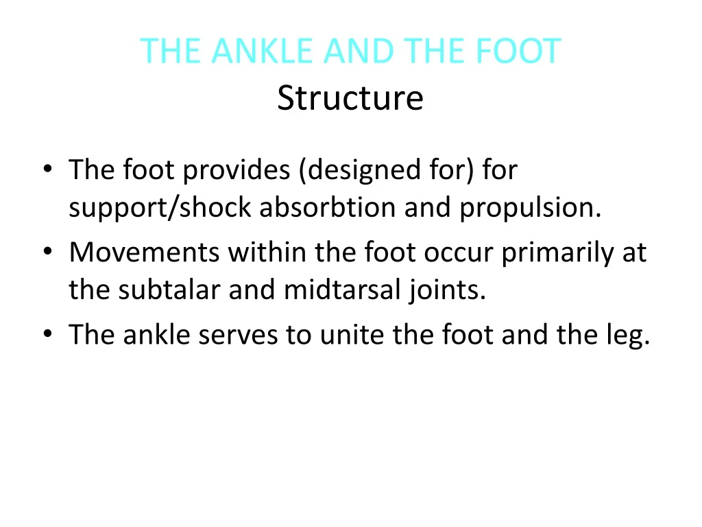 the ankle and the foot structure