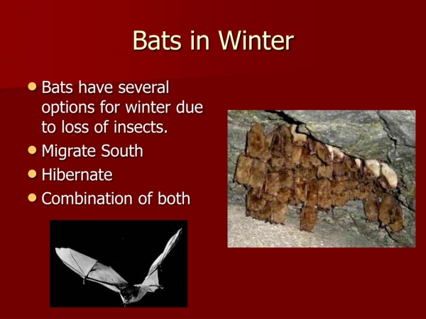 Bats in Winter