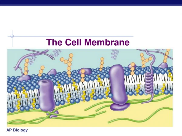 The Cell Membrane