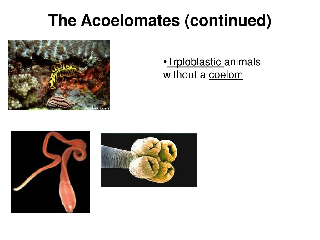 the acoelomates continued
