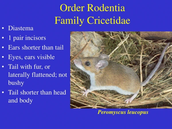 Order Rodentia Family Cricetidae