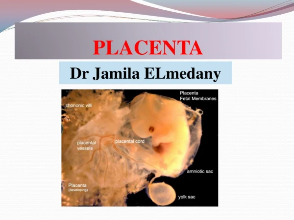 PLACENTA