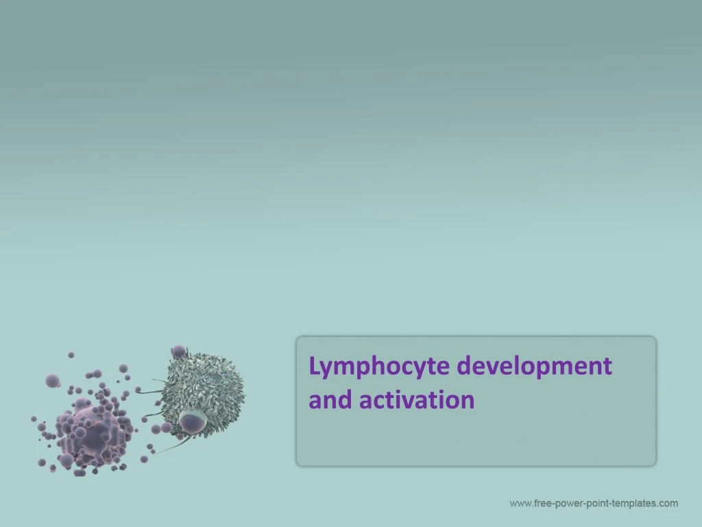 lymphocyte development and activation