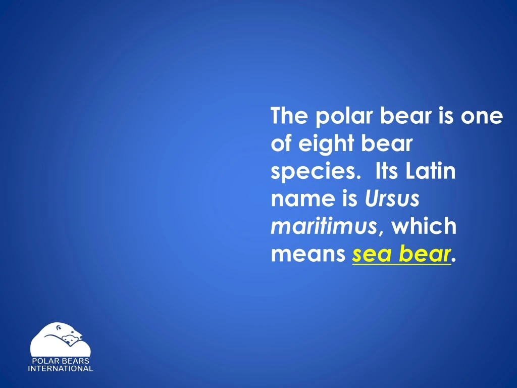 the polar bear is one of eight bear species
