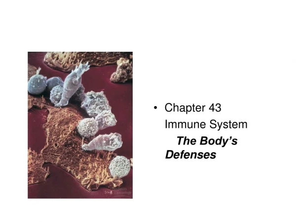 Chapter 43  	Immune System The Body’s Defenses