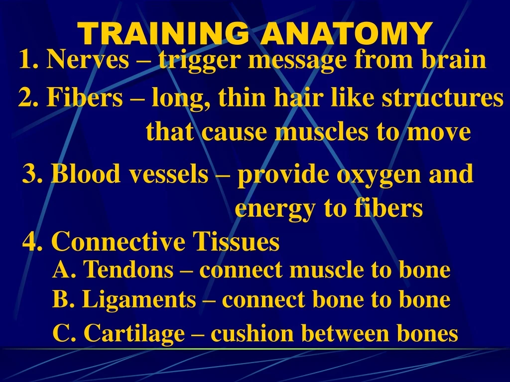 training anatomy