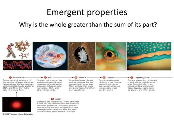 Emergent properties Why is the whole greater than the sum of its part?
