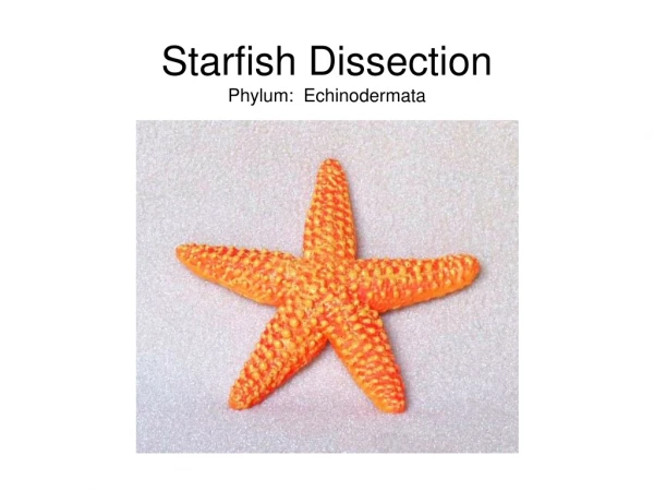Starfish Dissection Phylum:  Echinodermata
