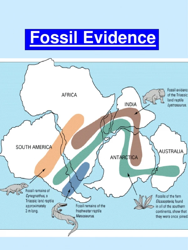 Fossil Evidence