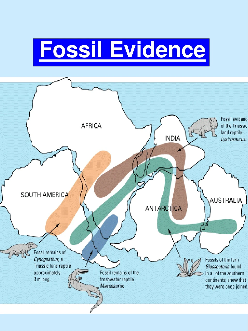 fossil evidence