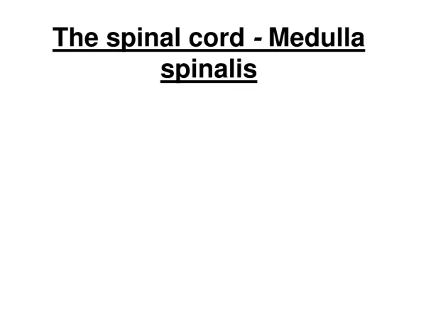 The spinal cord  -  Medulla spinalis