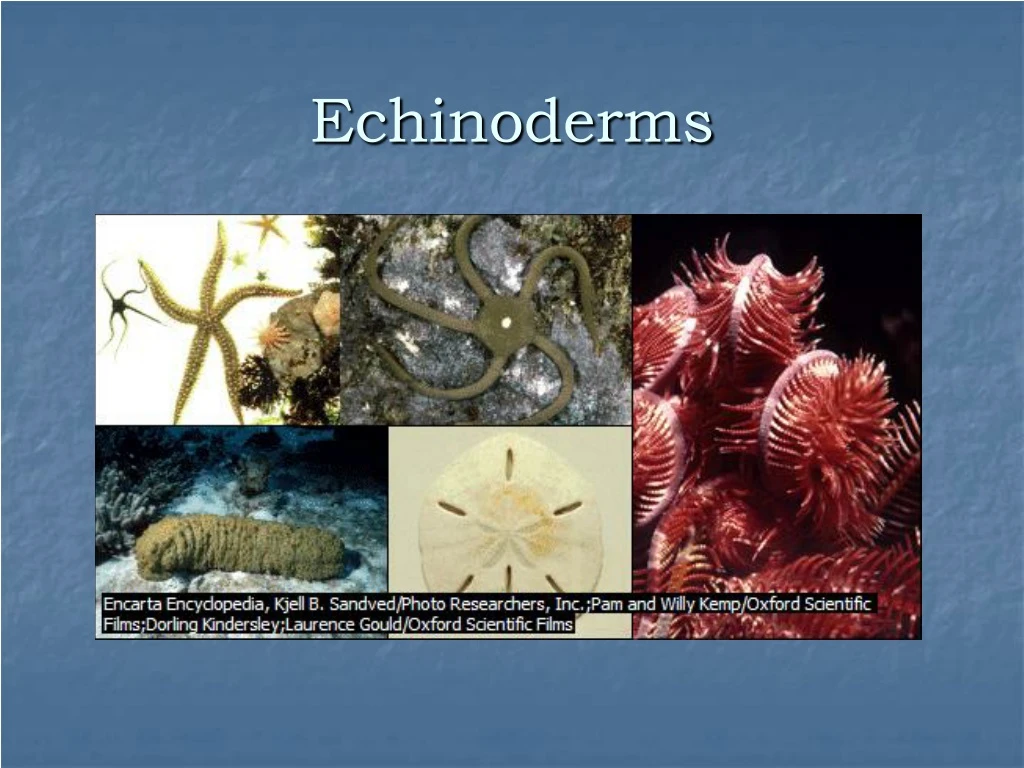 echinoderms