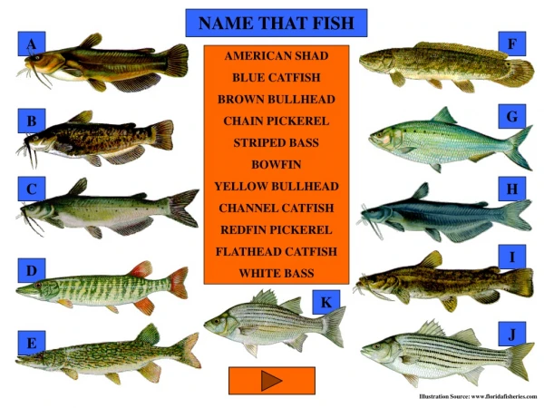 NAME THAT FISH