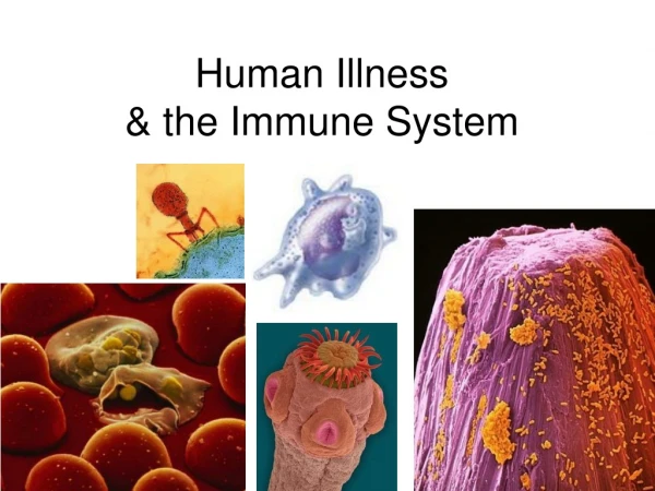 Human Illness  &amp; the Immune System