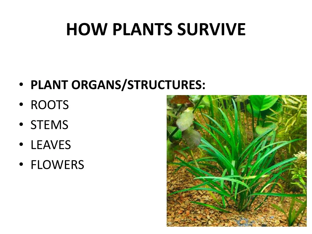 how plants survive