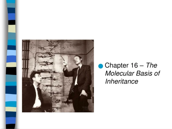 Chapter 16 –  The Molecular Basis of Inheritance