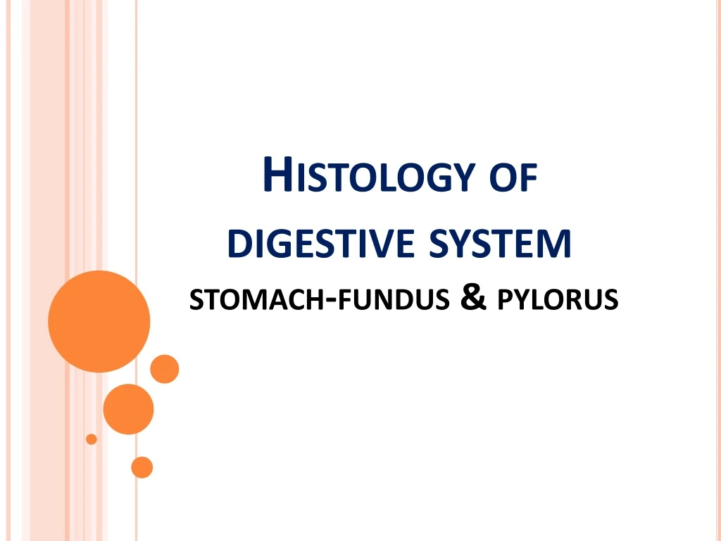 histology of digestive system stomach fundus pylorus