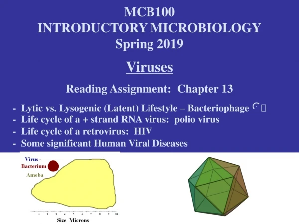 MCB100 INTRODUCTORY MICROBIOLOGY Spring 2019 Viruses Reading Assignment:  Chapter 13