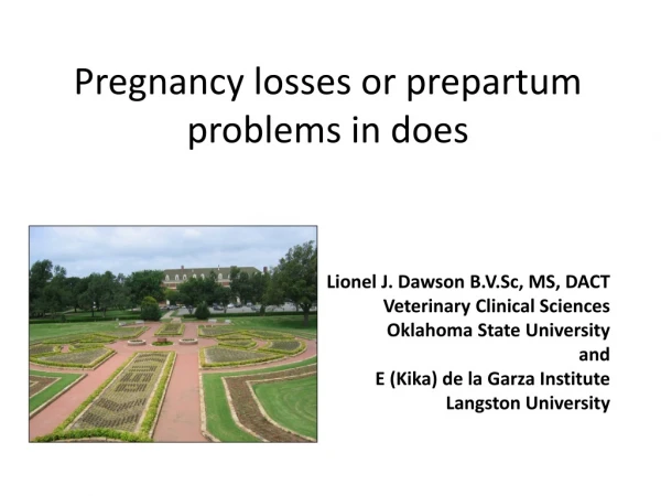 Pregnancy losses or prepartum problems in does