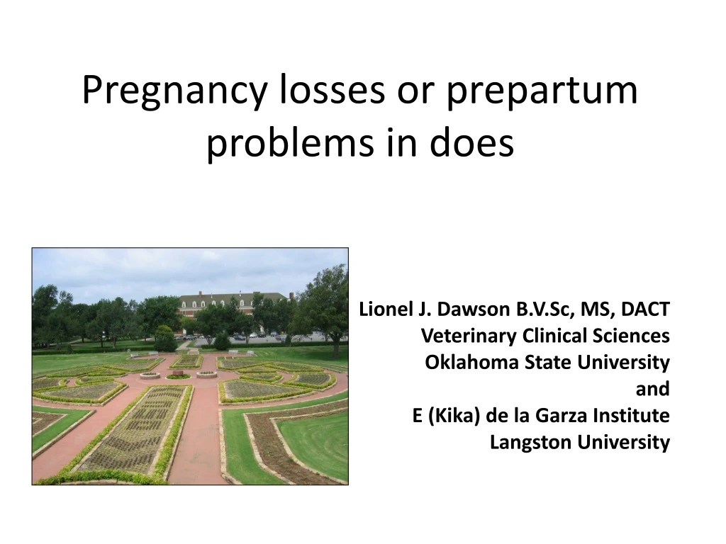 pregnancy losses or prepartum problems in does