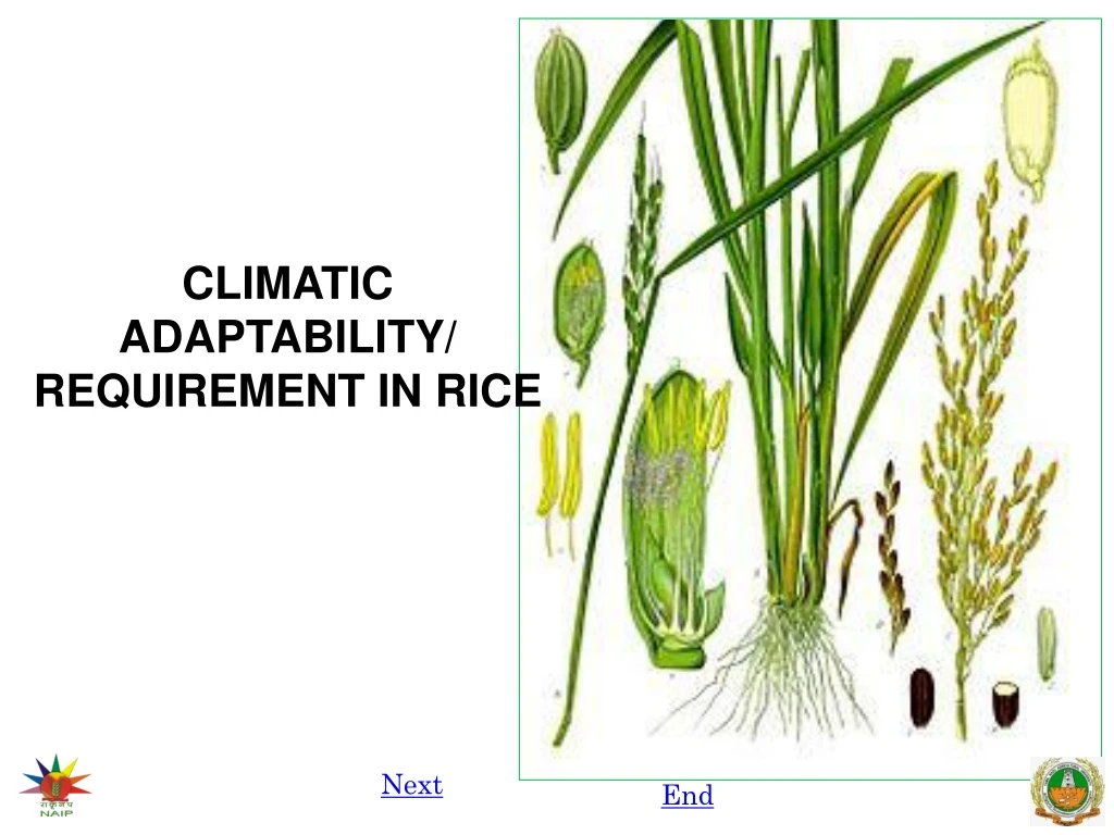 climatic adaptability requirement in rice