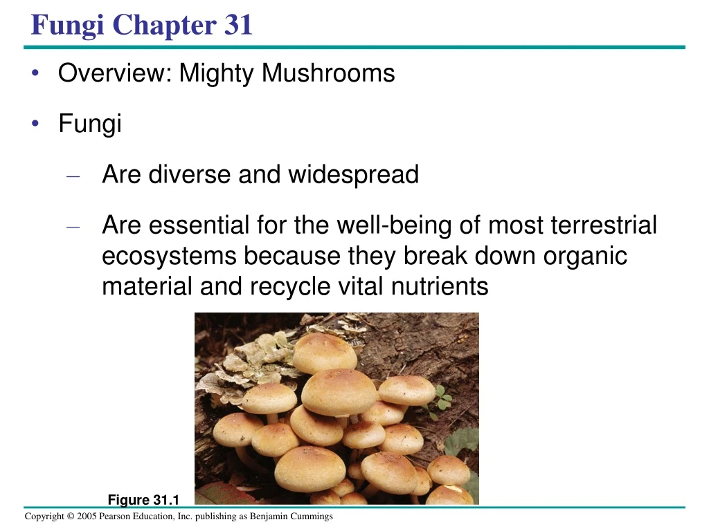 fungi chapter 31