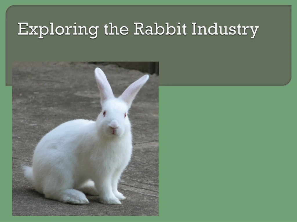 exploring the rabbit industry