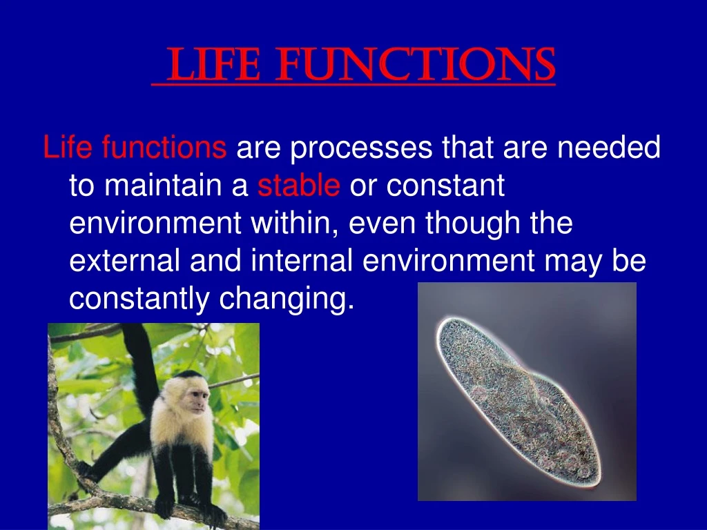 life functions