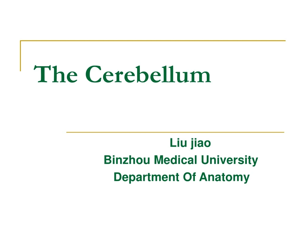 the cerebellum