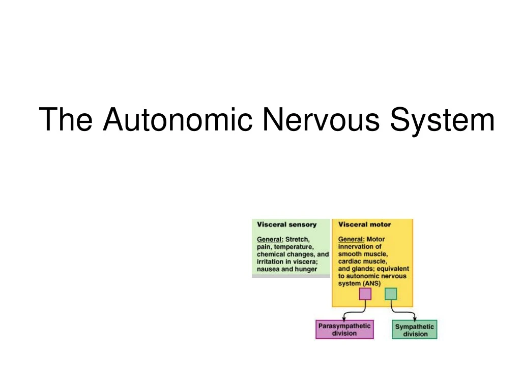 the autonomic nervous system