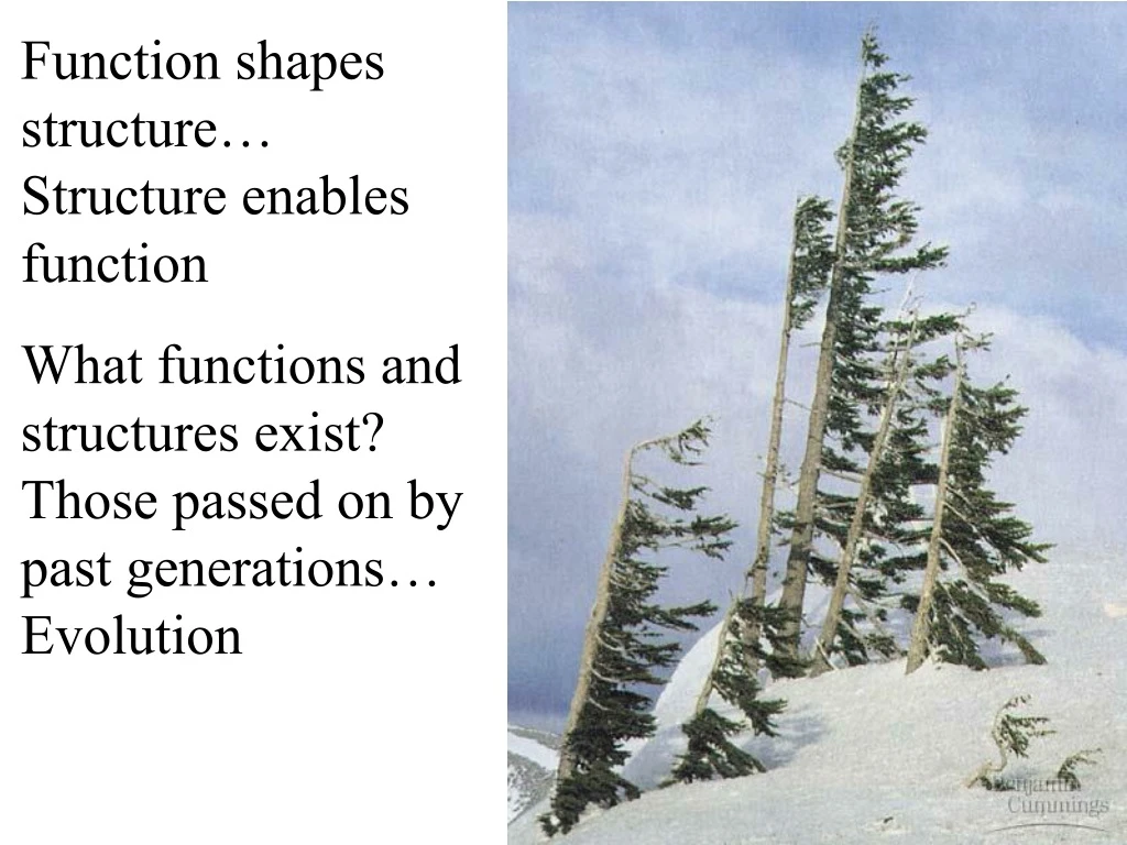 function shapes structure structure enables