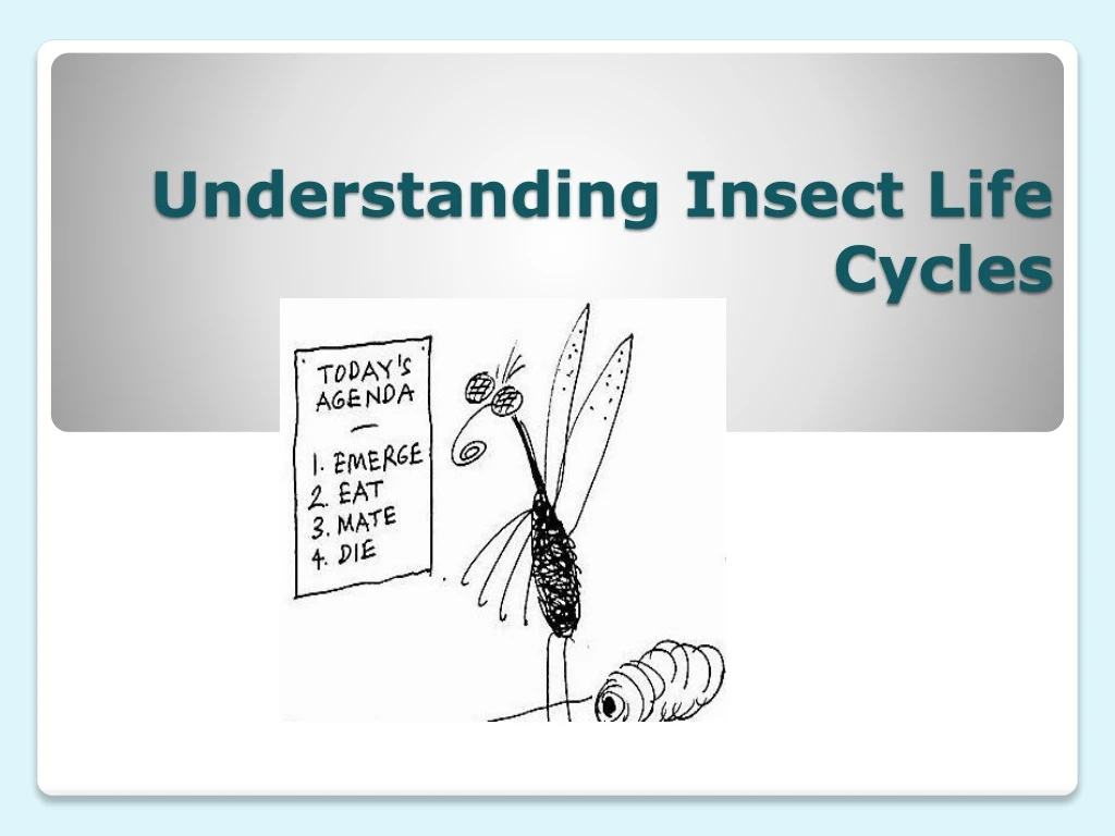 understanding insect life cycles