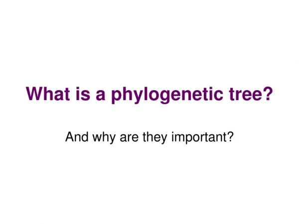 What is a phylogenetic tree?