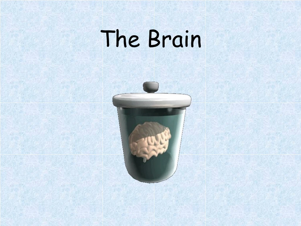 the brain