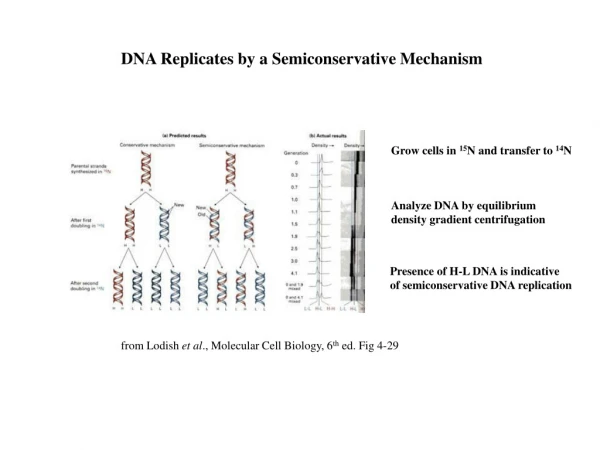 DNA Replicates by a Semiconservative Mechanism