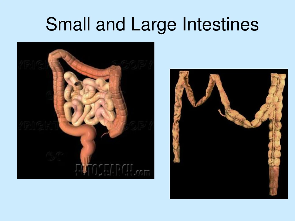 small and large intestines